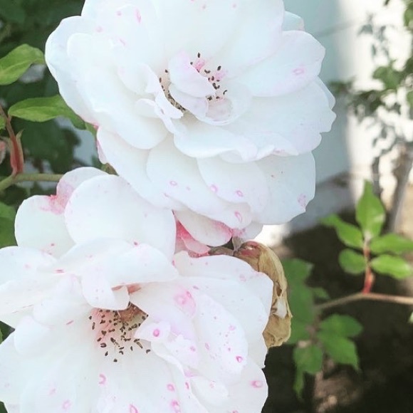 petiteange